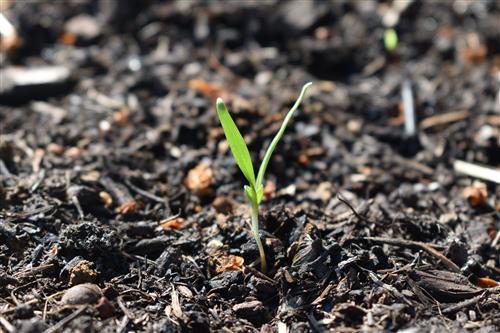 Week 3 Spinach 